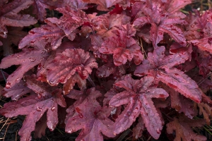 Heucherella 'Red Rover' New 2024